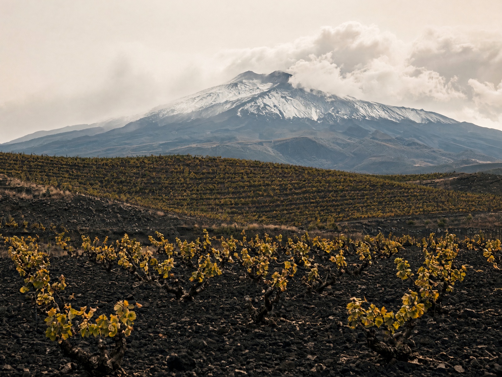 Etna vines on black lava