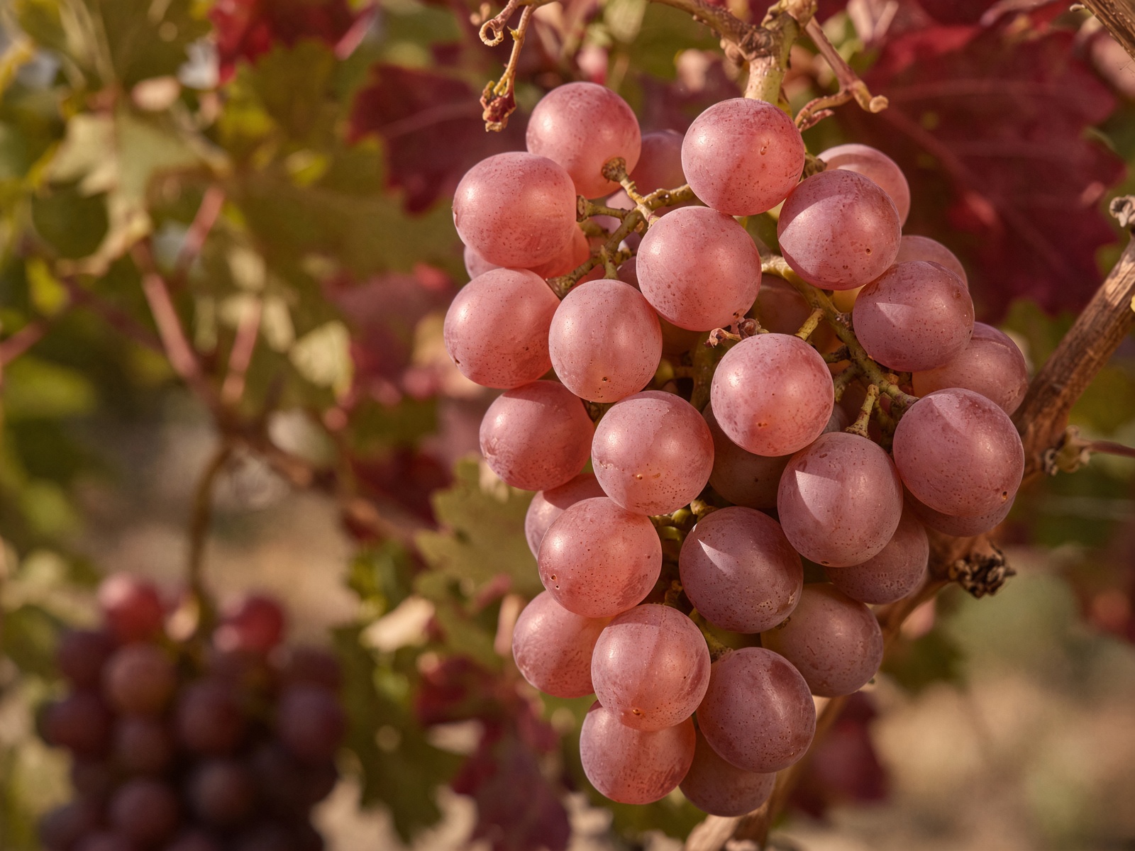 Pale red Grenache clusters on the vine