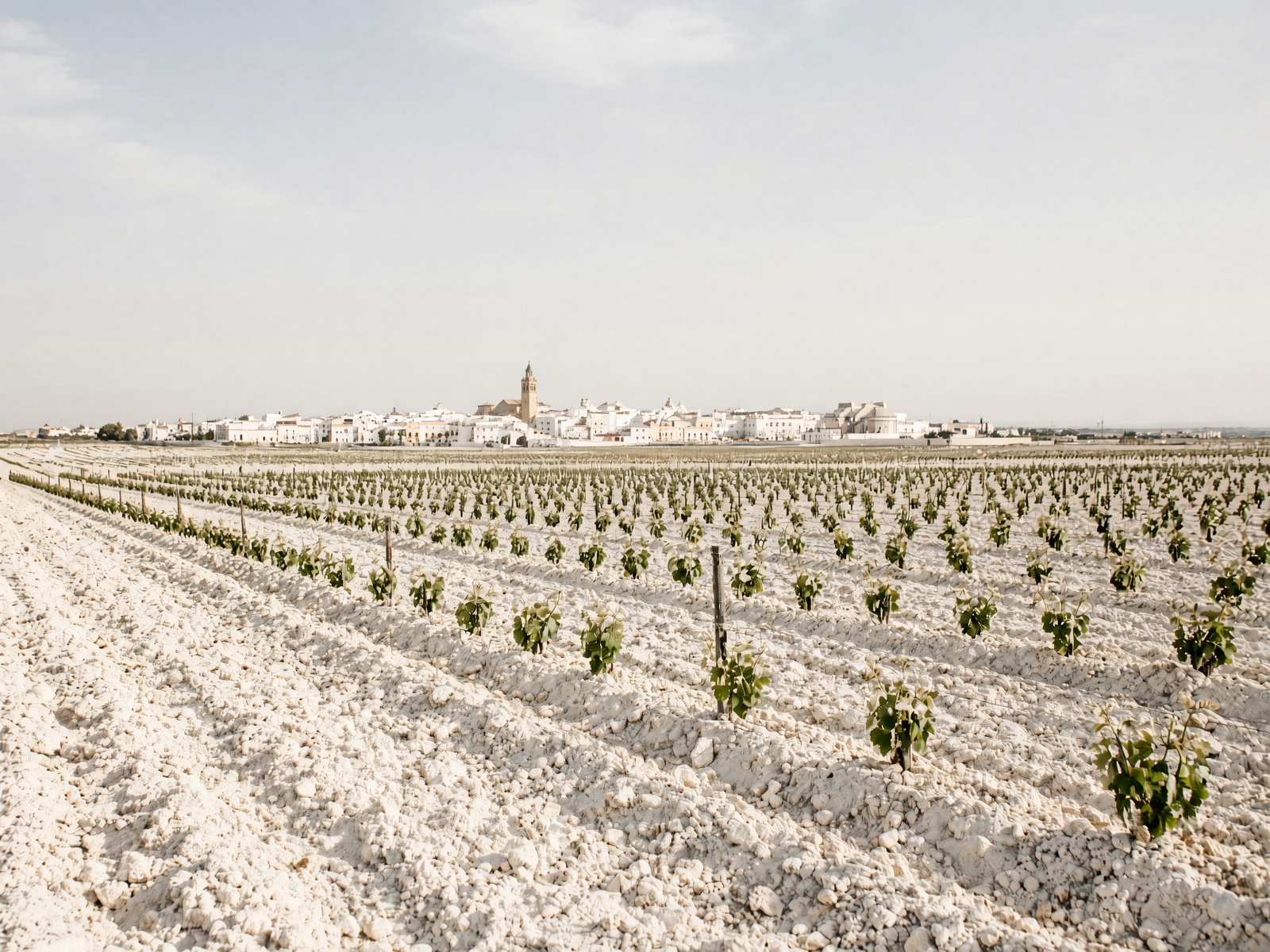 Vineyard landscape