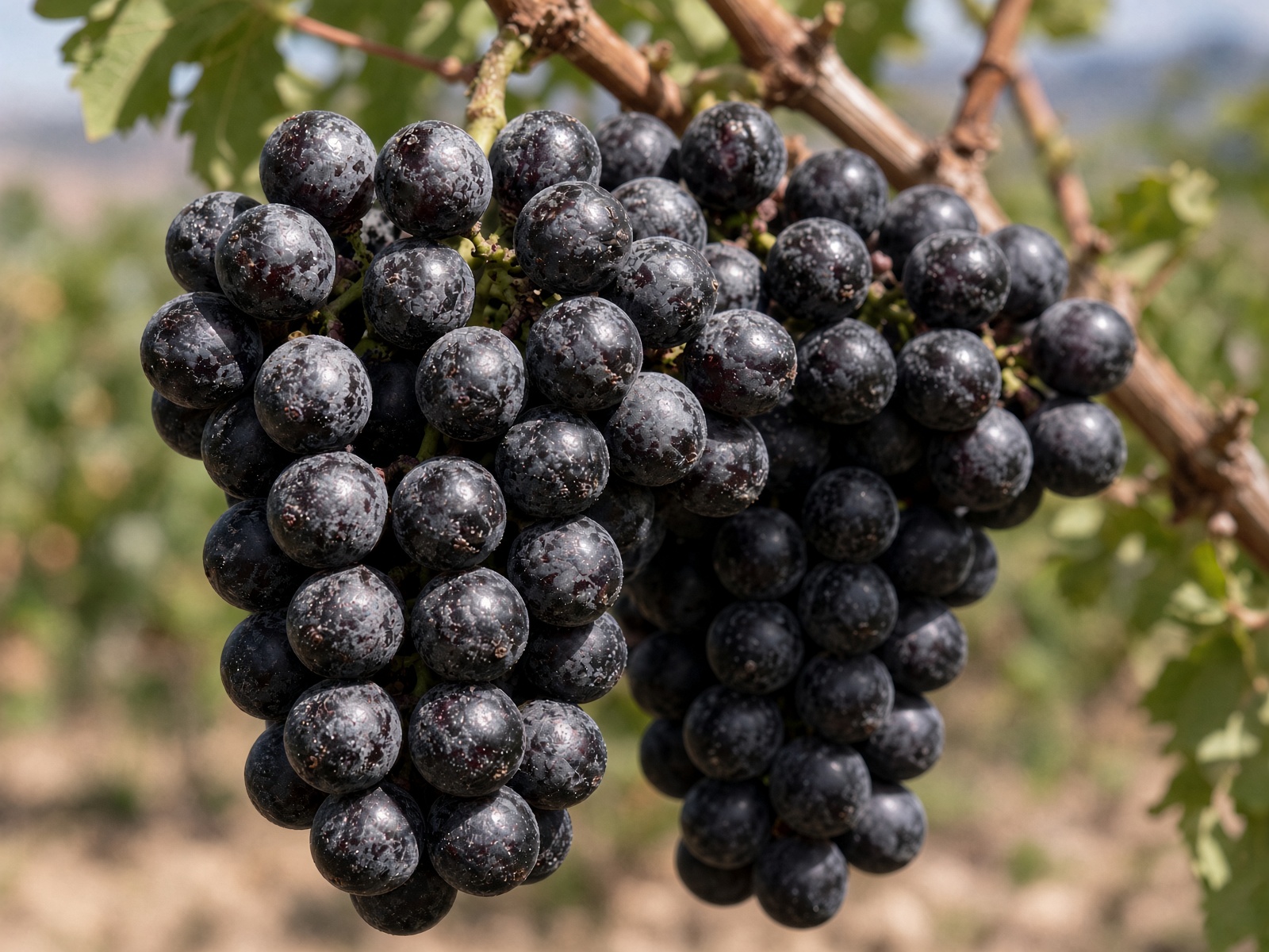 Wine grapes on the vine