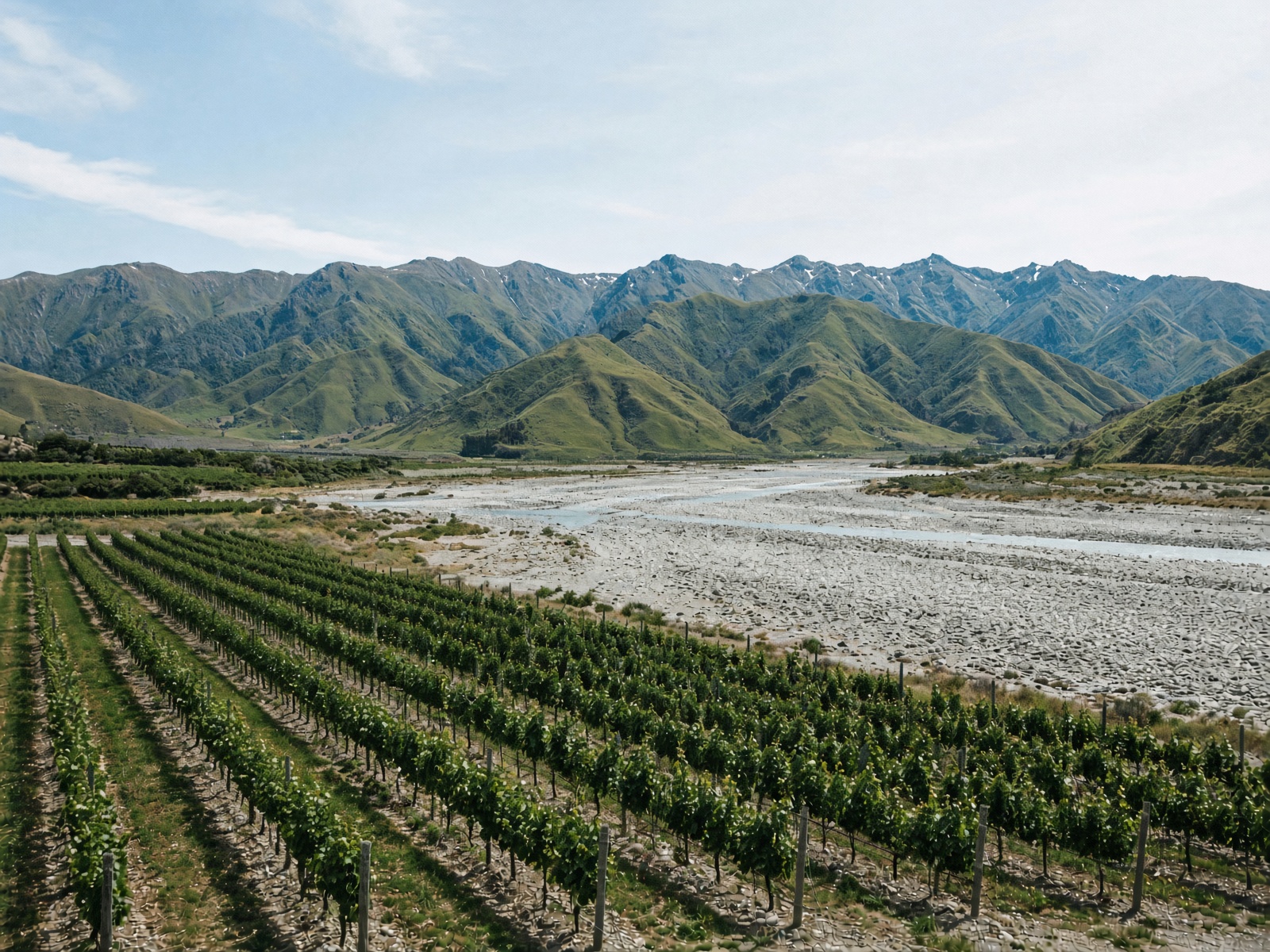 Marlborough river-valley vines