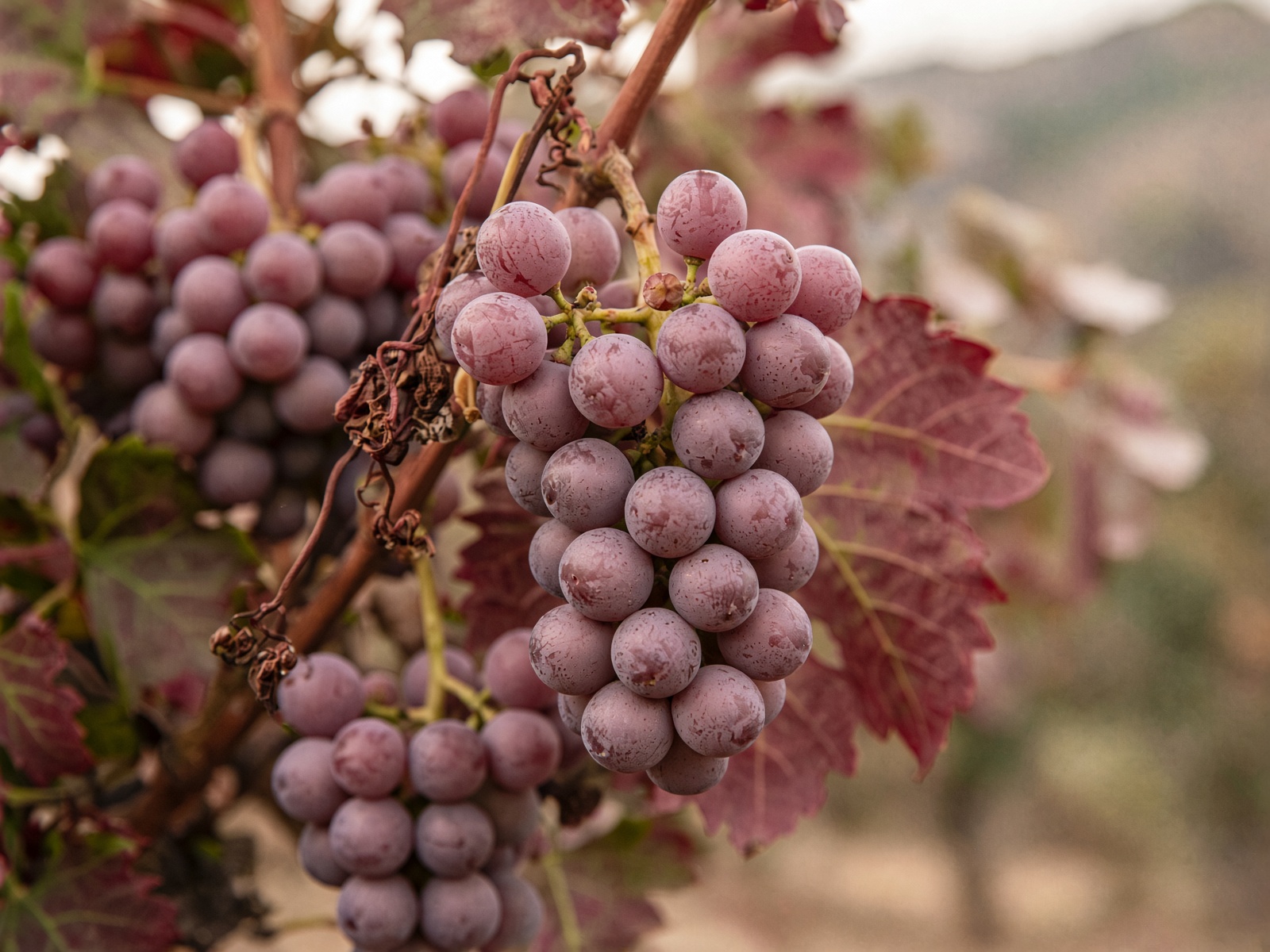 Dusty rose Nebbiolo clusters on the vine