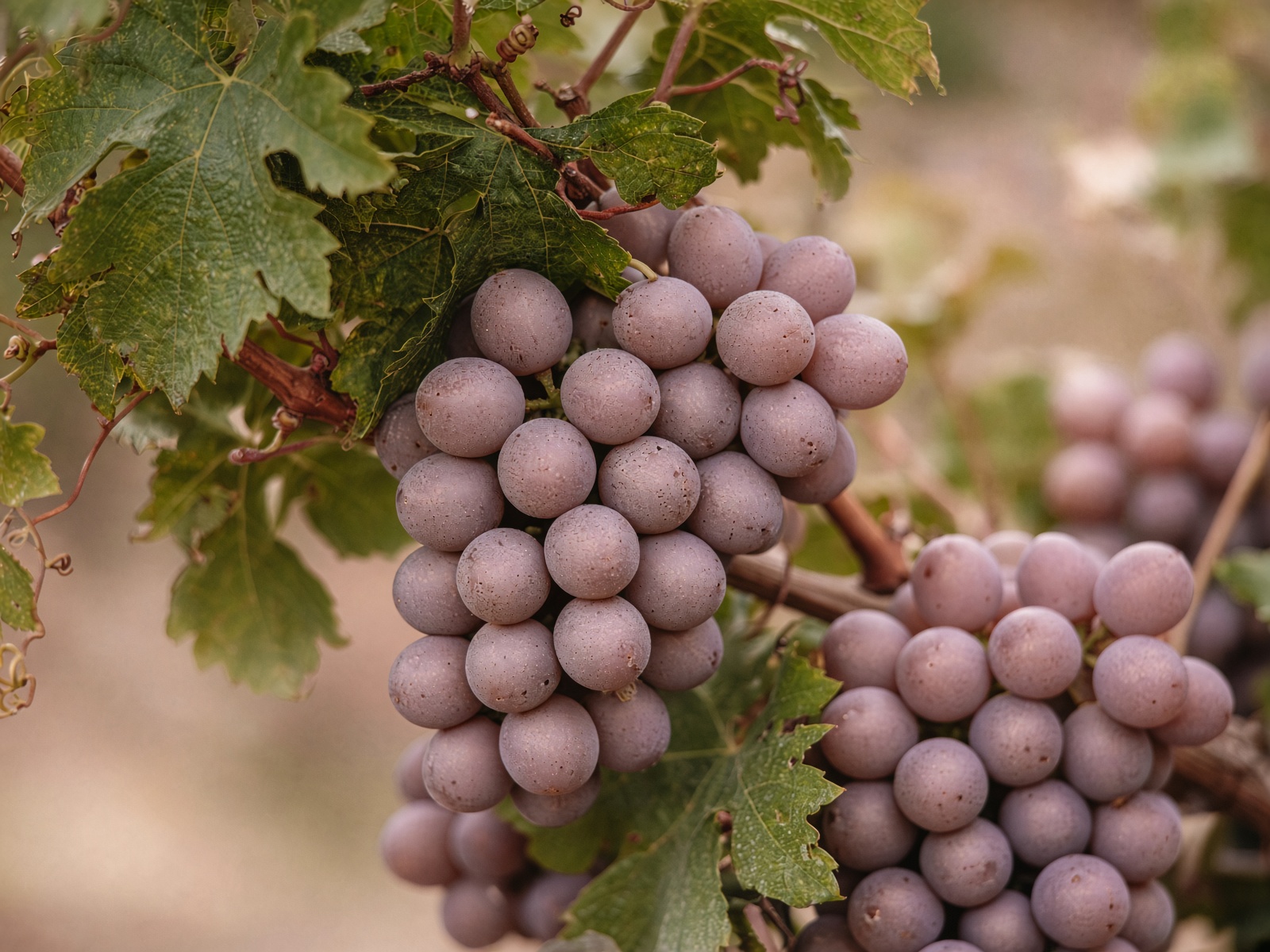 Grey-pink Pinot Gris clusters on the vine