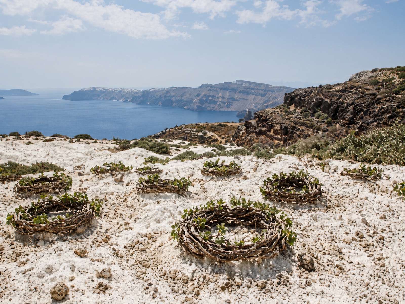 Basket vines on Santorini pumice