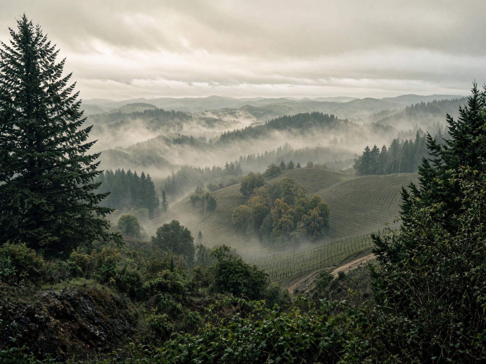 Misty Willamette Pinot hills